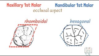 Differences between Maxillary amp Mandibular 1st Molars [upl. by Johnette]