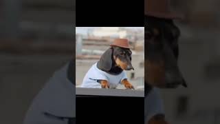 Life with animals a cute dog with piano playing on it with so funny dance I really loved that vid [upl. by Naval]