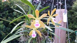 Encyclia tampensis [upl. by Etnemelc]