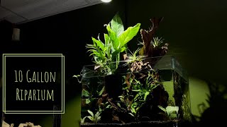 10 Gallon Carbon Rili Shrimp Riparium [upl. by Alleuol]