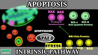 Apoptosis  Intrinsic Pathway Of Apoptosis  Mechanism of Apoptosis  Programmed Cell Death [upl. by Yelhs]