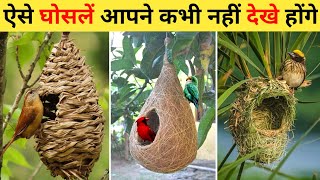 चिड़िया का घोसला  10 Most Amazing Birds Nests In The World  Chidiya Ghosla Kaise Banati Hai [upl. by Yot]