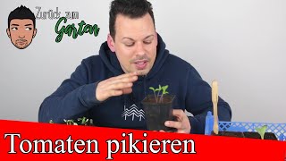 Grundlagen Tomaten Jungpflanzen pikieren Was Warum Wann und Wie [upl. by Zane]