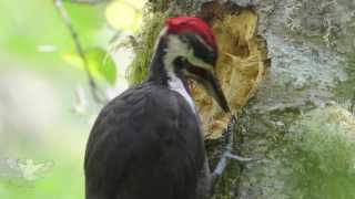 Pileated woodpecker [upl. by Monroy]