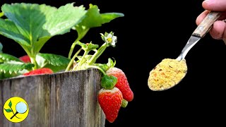 🍓Cuidados de Fresas en Otoño renovar sustrato poda de hojas Hormigas [upl. by Enahpets]