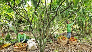 Malagos Cacao Development Center [upl. by Mcgannon]