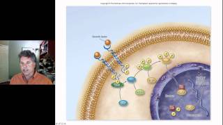 Cinelecture 67c  Cancer Oncogenes amp the Cell Cycle [upl. by Thomsen804]