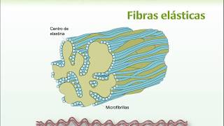 5 Fibras Reticulares y Elásticas [upl. by Remus]