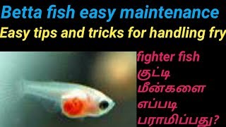 Betta fish குட்டி மீன்களை எப்படி பராமிபது  easy tips Betta fry care in Tamil  Fish Aquarium Tamil [upl. by Si]