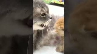 Cat hisses at hungry kitten 😲 [upl. by Godderd259]