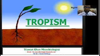 Tropism in plants IGCSE Biology 0610 [upl. by Anitsyrhk]