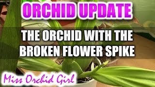 Update on the Orchid with the broken flower spike [upl. by Ellenaj]