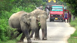 Wild Elephants Suddenly Changes Its Path In Emergency  Jangli hathi ka jhund [upl. by Juana]