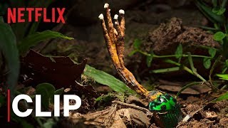 Our Planet  Fungus  Clip  Netflix [upl. by Shalom716]