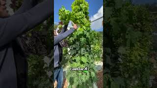 Hidroponia para todos cultivarencasa plantas cultivohidroponico cultivaencasa agriculture [upl. by Junji]