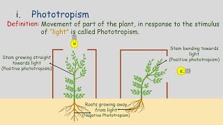 Tropic Movements  Movement in Plants  Phototropism  Geotropism  Hydrotropism  Chemotropism [upl. by Yelha]