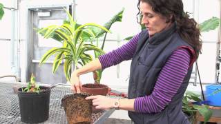 How to water a plant the right way [upl. by Theresa]