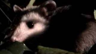 Brekekekexkoaxkoax  quotAn Opossum Is Just an Irish Possumquot [upl. by Aym685]