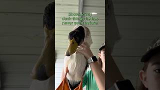 Showing my pet duck things he has never seen before 😂❤️🦆 shorts farm duck [upl. by Arsuy]