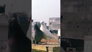 High flyer pigeon 😈🤬🔥🔥 attitude bird kabootar [upl. by Zolly]