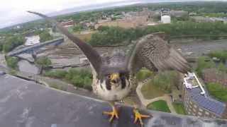 Peregrine Falcon Banding [upl. by Biernat]