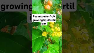 adipoli peanut butter fruit flowering tips growing tips of peanut butter fruit Fertilzerof peanut🧿 [upl. by Nywnorb432]