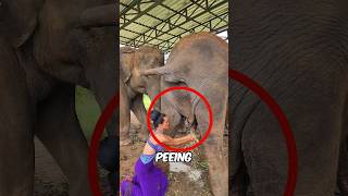 Girl Uses Elephant Pee 🤢 💦 [upl. by Mahtal]