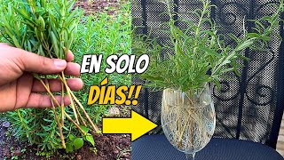 CIENTOS DE ESQUEJES DE PLANTAS DE ROMERO MUY FÁCIL  NO LO CREERÍAS SI NO VE ESTO  WILL [upl. by Hannaj]