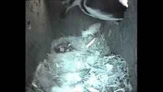 Holywells Park Blue Tit Box Woodpecker Predation  Full Timeline  May 2015 [upl. by Spiro403]