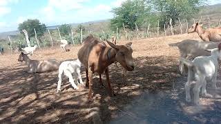 Reprodutor do plantel Manejo das cabras nordeste cabrasleiteiras vidanaroça gratidão sitio [upl. by Latoye]