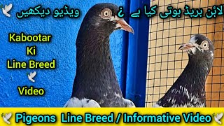 Pigeon Line Breed Nuskha  pigeons Line Breed Nuskha video [upl. by Eanerb156]