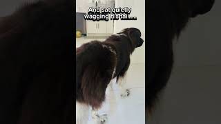 A 150lb newfie is scared of thisbojosadventures [upl. by Calloway]