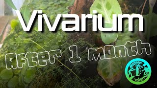 Vivarium after 1 month [upl. by Laius860]