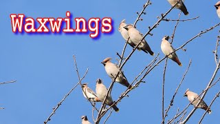 Waxwings November 2023  Day 2 [upl. by Nylsaj460]