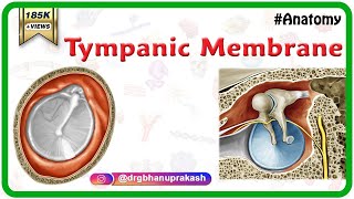 Tympanic Membrane Anatomy  Head and neck Anatomy medical animations  USMLE Step 1 [upl. by Ainav]