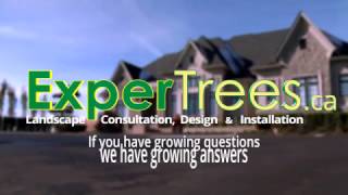 Anti  Desiccant Spray for your garden with ExperTrees [upl. by Remmos6]