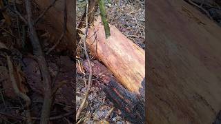 Sturmschaden😱 natur umgestürzter baum🌲 2024 [upl. by Nodnil609]