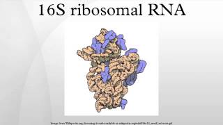 16S ribosomal RNA [upl. by Leaj]