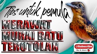 semua akan mudah bila tahu caranya MERAWAT MURAI BATU TROTOLAN pemula harus tahu ini [upl. by Uhej]