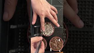 Planting lithops plants lithop lithops lithotherapy lithopscare [upl. by Ecyac]