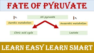 Fate of pyruvate  Anaerobic amp aerobic fate  Biochemistry [upl. by Marciano963]