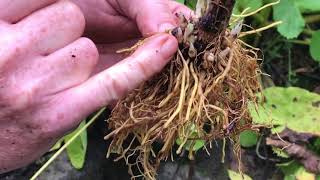 Propagating Delphiniums from crown buds revisited Garden Diaries 9 [upl. by Yahs384]