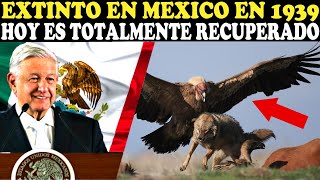 🦅MEXICO REINTEGRA TEMIBLE AVE QUE FUE RECUPERADA GRACIAS AL TRABAJO DE TODA UNA [upl. by Sigrid278]