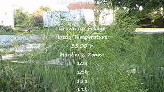 How to Grow Cyperus Papyrus Egyptian King Tut Grass [upl. by Legyn]