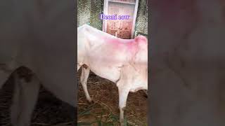 DeoniCow krishi mela 2024subscribe shortsfeed like cow [upl. by Jacquette]