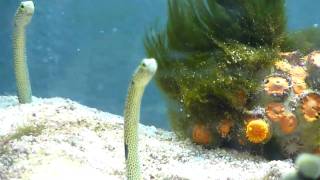 Garden Eels with Pipefish [upl. by Arawaj]