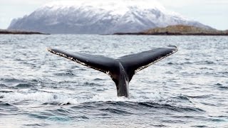 Whale Safari in Tromsø Norway Arctic Explorer  Tromso Safari [upl. by Eelrac]