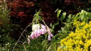 flower bulbs Dierama pendulumavi [upl. by Ganny983]