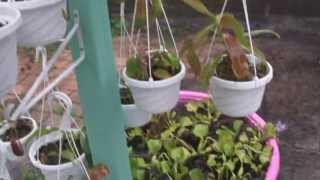 Rain on my Nepenthes Grouds and Chickens [upl. by Isidor895]