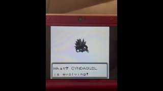 My cyndaquil evolves [upl. by Beckett285]